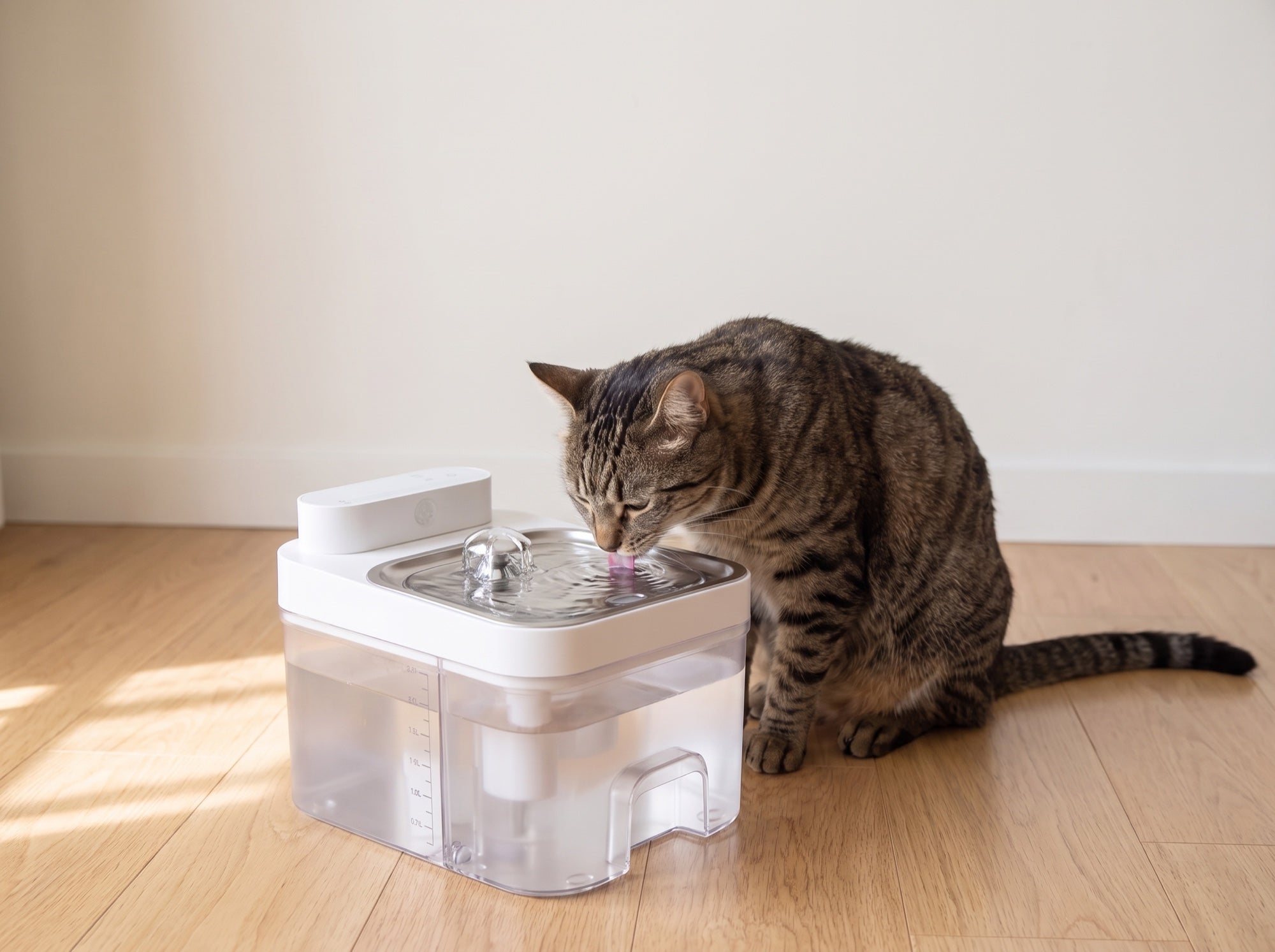 Cat drinking from the fountain on a wood floor