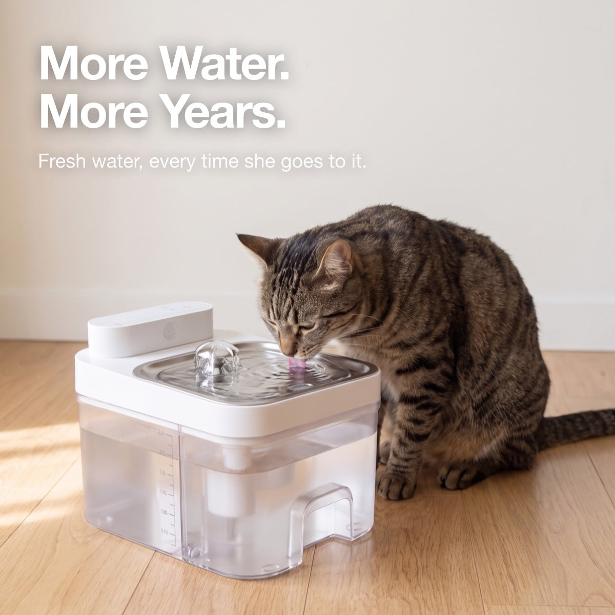 More water, more years. Cat drinking fresh water from the fountain