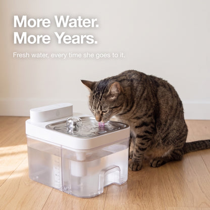 More water, more years. Cat drinking fresh water from the fountain