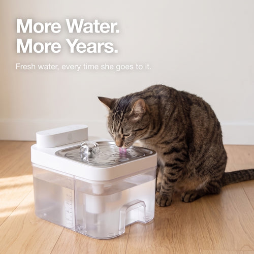 More water, more years. Cat drinking fresh water from the fountain